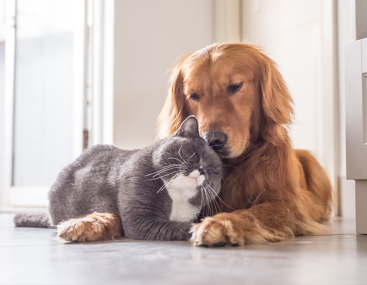 Is CBD Safe for Pets? Exploring the Benefits and Considerations