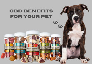 The Benefits of CBD for Pets: A Natural Approach to Wellness
