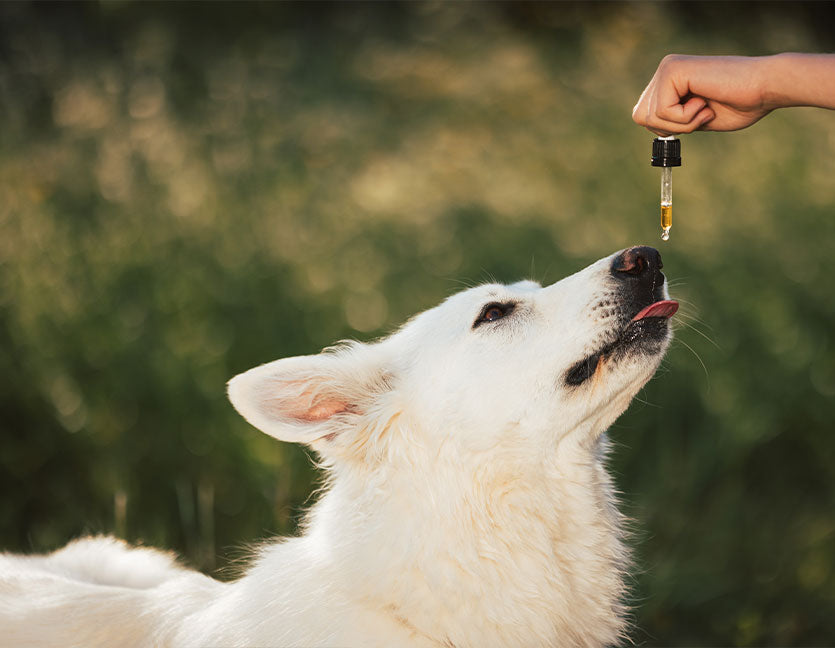 What are the benefits of CBD and Hemp oil tinctures for dogs?