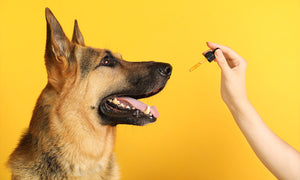 Ensure Safe CBD Use for your Pets