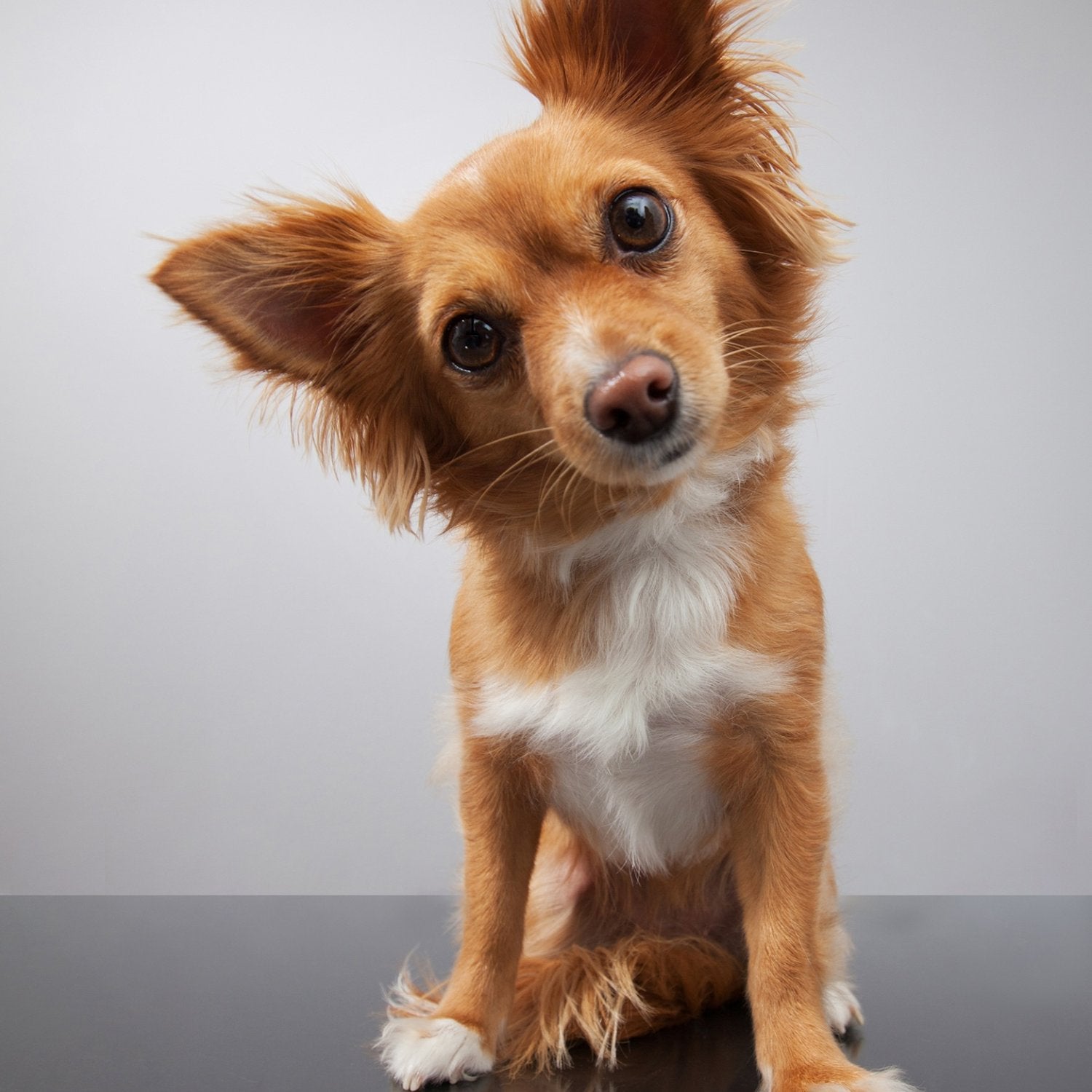 Pet Wellness